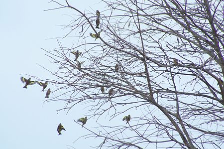 スズメとカワラヒワ5