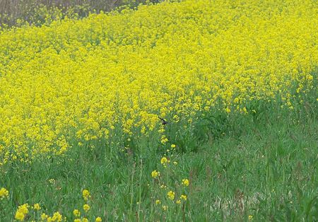 ツバメと菜の花2