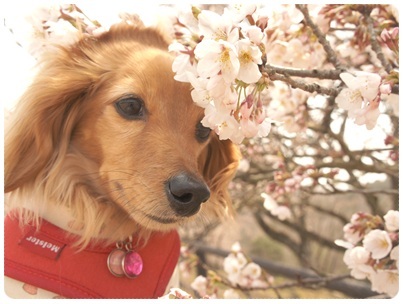 20120409 JURIと桜