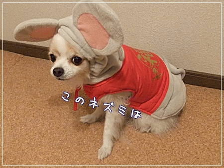 福ネズミ