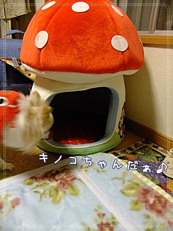 キノコちゃん