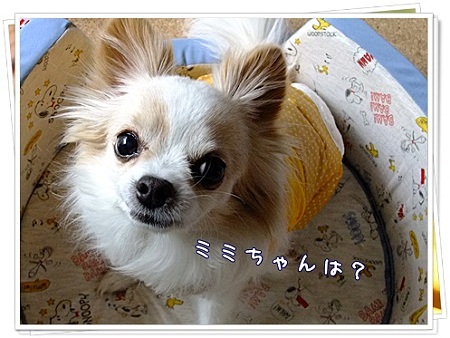 ミミちゃんは?