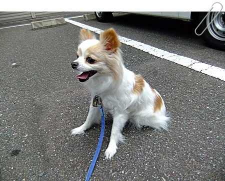 ビフォー