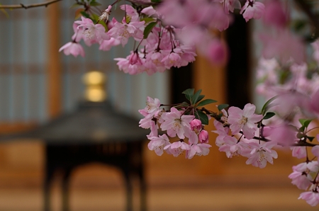寺のカイドウ