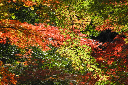 亀山公園の紅葉・6