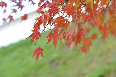 亀山公園の紅葉・16
