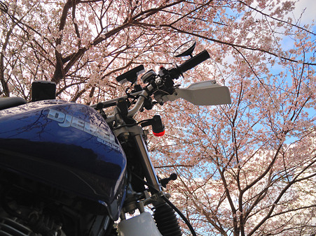 R369の桜・4