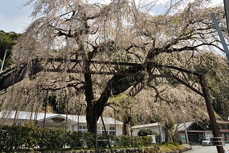 三重県大紀町天然記念物の枝垂れ桜・5