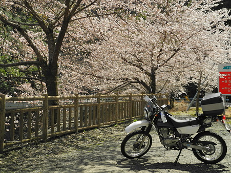 下北山村で桜ツーリング・9