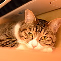 2012/04/12猫の箱