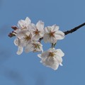 ２２年桜の花
