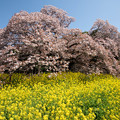2022 4−10 印西吉高の桜