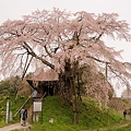 Photos: 不動の桜