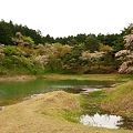 Photos: 半田沼と桜１