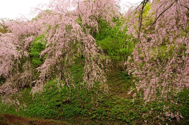 Photos: 半田沼と桜５